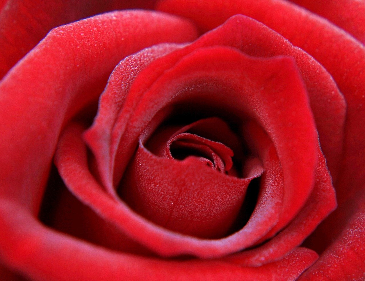 red rose, rose, feeling-4482540.jpg